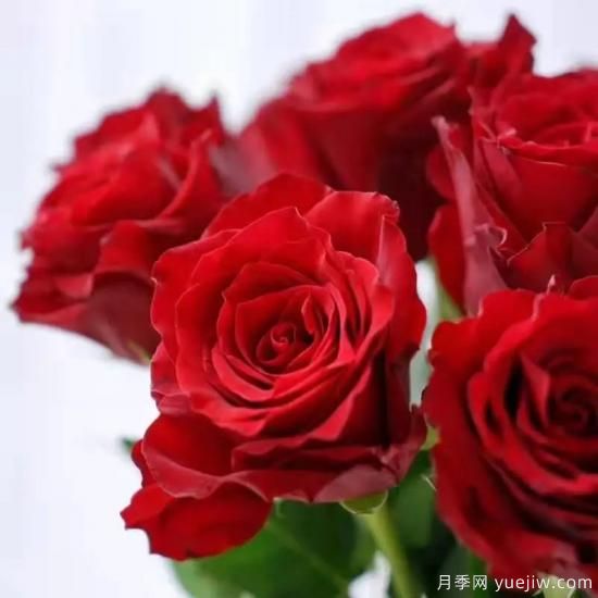 花店常備的15種紅玫瑰是什么？有什么優(yōu)缺點(diǎn)？(圖6)