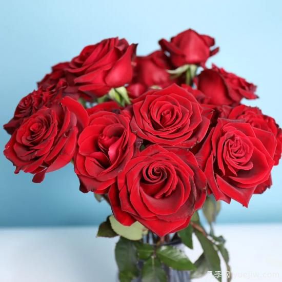 花店常備的15種紅玫瑰是什么？有什么優(yōu)缺點(diǎn)？(圖7)
