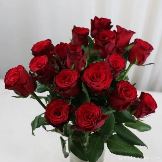 花店常備的15種紅玫瑰是什么？有什么優(yōu)缺點(diǎn)？(圖9)