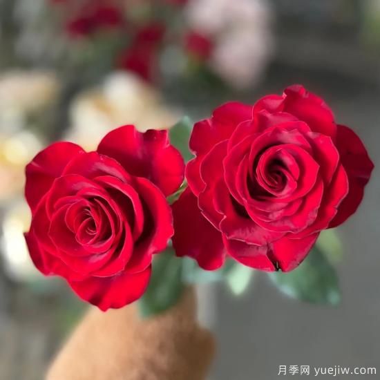 花店常備的15種紅玫瑰是什么？有什么優(yōu)缺點(diǎn)？(圖8)