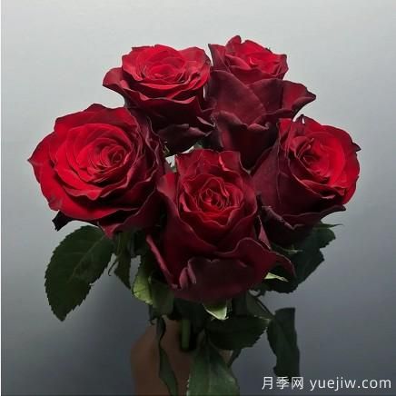 花店常備的15種紅玫瑰是什么？有什么優(yōu)缺點(diǎn)？(圖10)