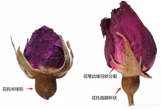 玫瑰月季薔薇，市場(chǎng)上還能找到純種玫瑰嗎？(圖1)