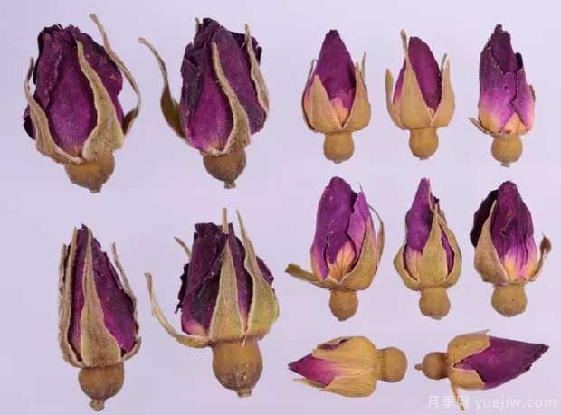 玫瑰月季薔薇，市場(chǎng)上還能找到純種玫瑰嗎？(圖2)