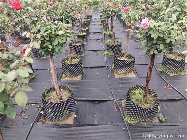 育苗容器影響植物生長(zhǎng)嗎？樹(shù)狀月季是否適合容器苗？(圖1)