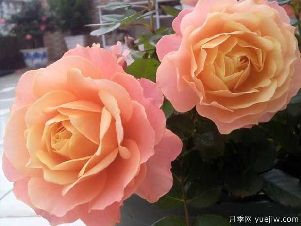 假日陽臺(tái)月季(圖3)
