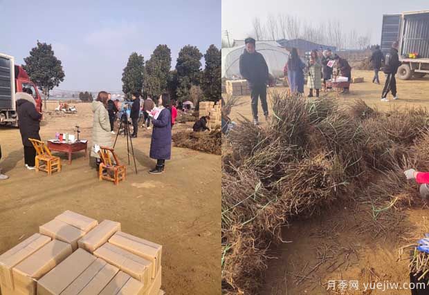 南陽成功月季園聯(lián)手田園劉娟，月季苗走進千家萬戶(圖1)