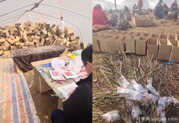 南陽成功月季園聯(lián)手田園劉娟，月季苗走進千家萬戶(圖2)