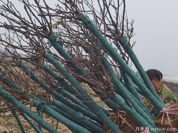2月5公分月季樹(shù)萬(wàn)畝基地 保質(zhì)保量(圖2)
