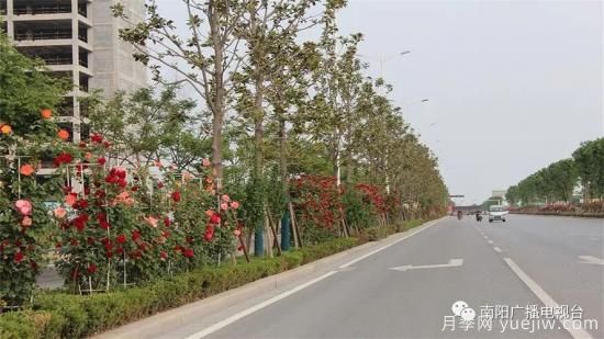 百萬(wàn)月季進(jìn)城，南陽(yáng)全力以赴創(chuàng)建國(guó)家生態(tài)園林城市(圖2)