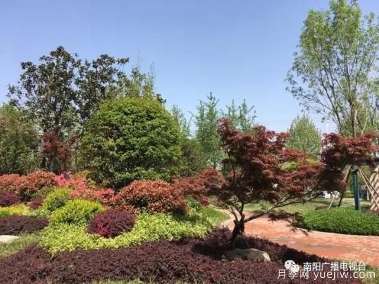 百萬(wàn)月季進(jìn)城，南陽(yáng)全力以赴創(chuàng)建國(guó)家生態(tài)園林城市(圖4)