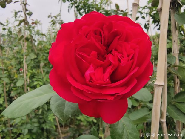 推薦7個(gè)夏季耐熱月季品種，綻放美麗在夏天(圖5)