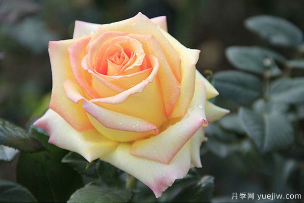 月季花的養(yǎng)殖方法和養(yǎng)護(hù)注意事項(圖3)