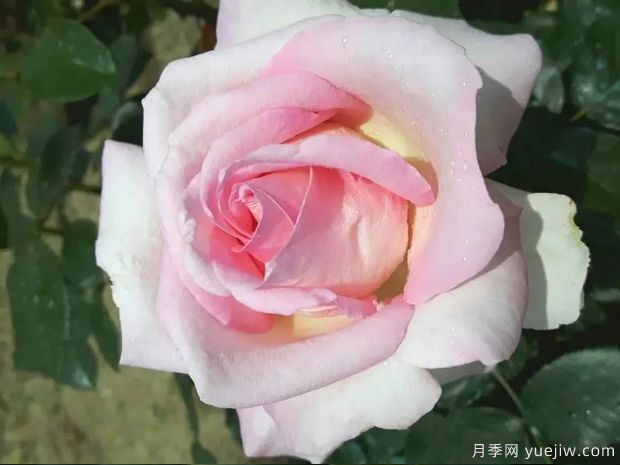 艾麗月季/愛(ài)麗/她(圖4)