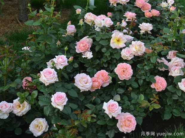 艾麗月季/愛(ài)麗/她(圖3)