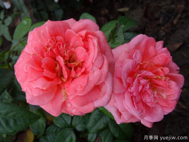 特別紀(jì)念日月季/英雄紀(jì)念日月季(圖1)