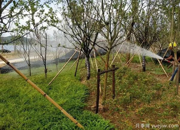園林綠化早春返青水要注意，時間和澆水量很重要(圖1)