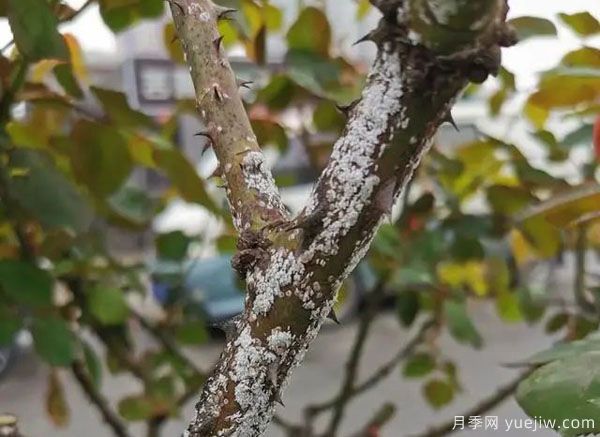 樹狀月季的桑盾蚧蟲害有哪些傷害害，該如何防治？(圖1)