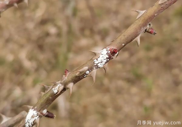 樹狀月季的桑盾蚧蟲害有哪些傷害害，該如何防治？(圖3)