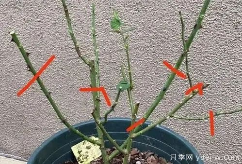 二月份月季花管理很重要，查漏補(bǔ)缺進(jìn)入爆長期(圖1)