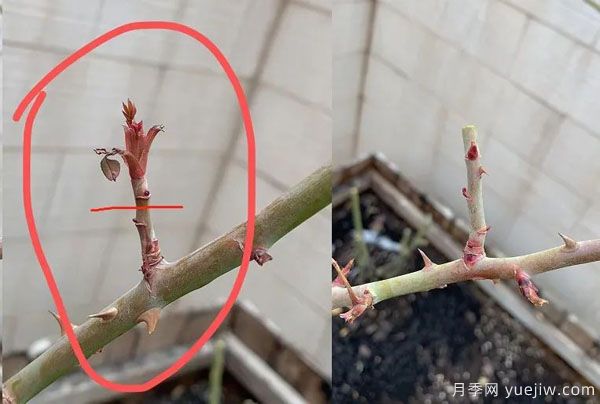 二月份月季花管理很重要，查漏補(bǔ)缺進(jìn)入爆長期(圖2)