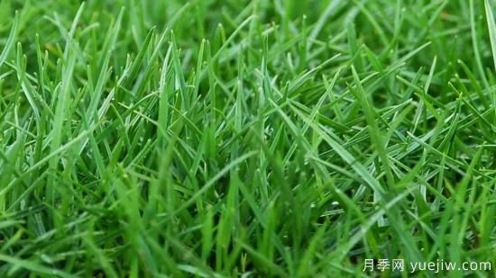 ***全常用草坪品種、優(yōu)點缺點和施工要點(圖2)