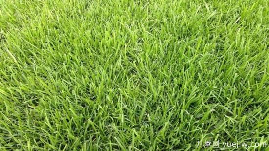 ***全常用草坪品種、優(yōu)點缺點和施工要點(圖3)