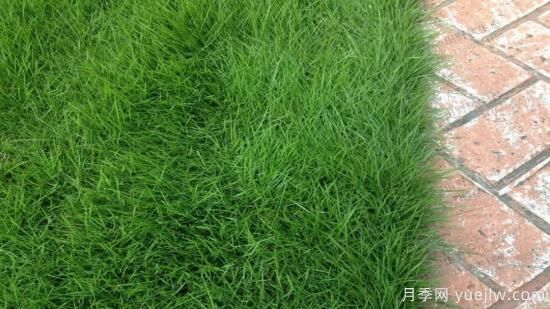***全常用草坪品種、優(yōu)點缺點和施工要點(圖4)