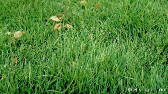 ***全常用草坪品種、優(yōu)點缺點和施工要點(圖5)