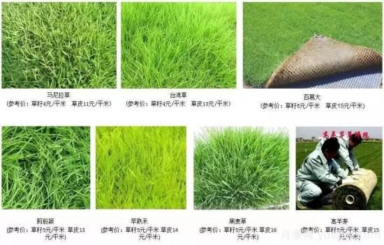 ***全常用草坪品種、優(yōu)點缺點和施工要點(圖7)