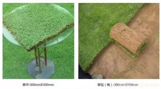 ***全常用草坪品種、優(yōu)點缺點和施工要點(圖8)