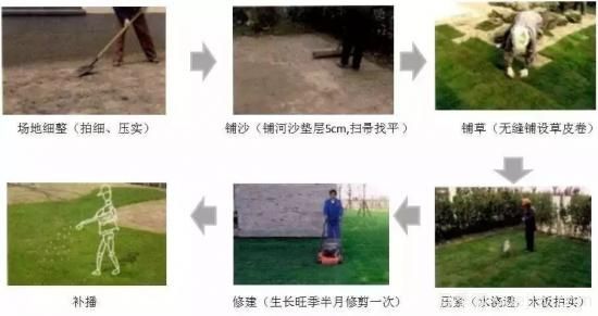 ***全常用草坪品種、優(yōu)點缺點和施工要點(圖12)
