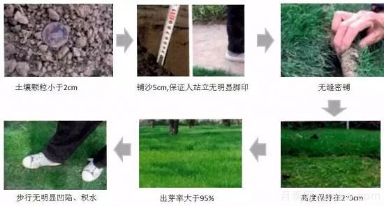 ***全常用草坪品種、優(yōu)點缺點和施工要點(圖13)