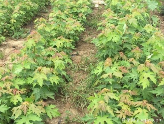 適合東北和西北地區(qū)種植的彩葉苗木有哪些？(圖1)
