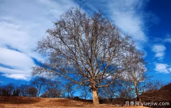 12個(gè)月份的園林設(shè)計(jì)與養(yǎng)護(hù)技術(shù)要點(diǎn)(圖2)