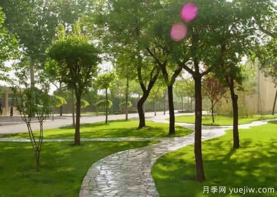 12個(gè)月份的園林設(shè)計(jì)與養(yǎng)護(hù)技術(shù)要點(diǎn)(圖5)