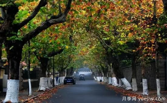 12個(gè)月份的園林設(shè)計(jì)與養(yǎng)護(hù)技術(shù)要點(diǎn)(圖6)