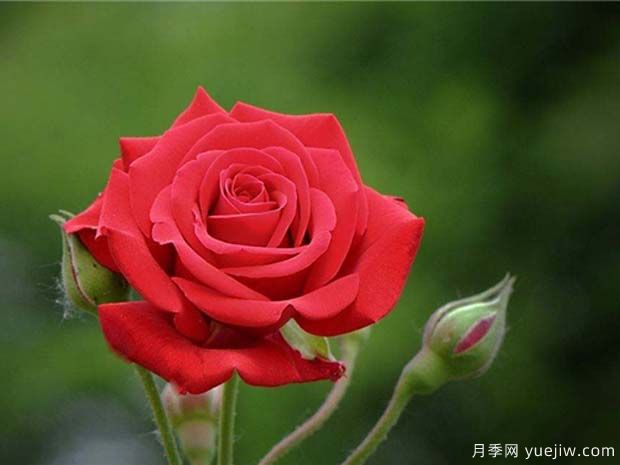 中國紅雅蘇娜月季的優(yōu)缺點(diǎn)是什么？(圖1)