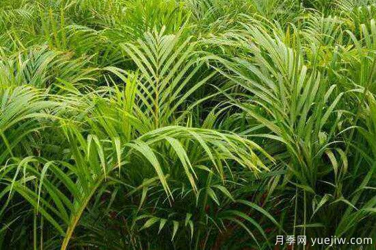 鳳尾竹發(fā)黃發(fā)枯的原因有哪些？(圖1)