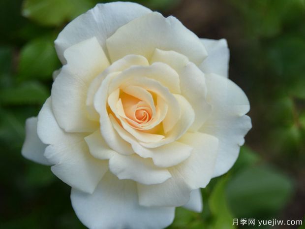 法國花邊月季/法國蕾絲月季(圖1)