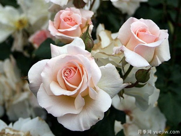 法國花邊月季/法國蕾絲月季(圖2)