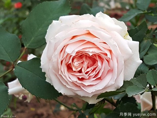 法國花邊月季/法國蕾絲月季(圖3)