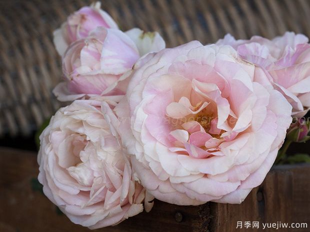 玫瑰人生月季的優(yōu)缺點(diǎn)是什么？(圖1)