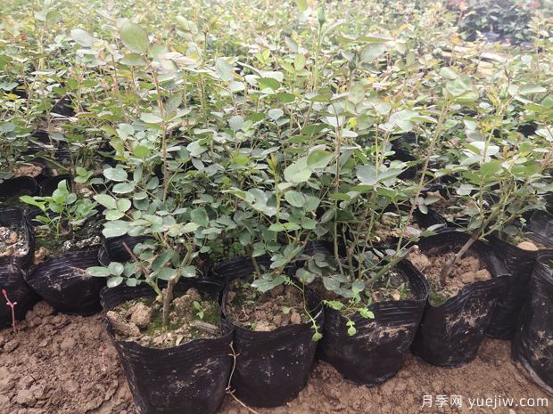 4千棵大花豐花月季苗運(yùn)往山西運(yùn)城美麗鄉(xiāng)村(圖1)
