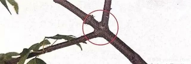 養(yǎng)好月季盆景的5種枝條修剪方法，輕松做盆景(圖5)