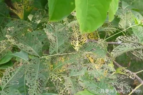 園林常見(jiàn)食葉害蟲(chóng)的綜合防治方法(圖1)