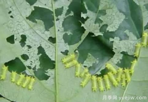 園林常見(jiàn)食葉害蟲(chóng)的綜合防治方法(圖2)