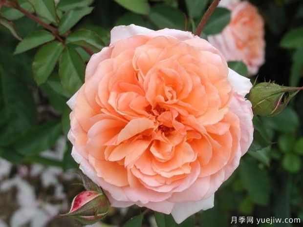路易斯克萊門(mén)茨月季/門(mén)茲月季(圖5)