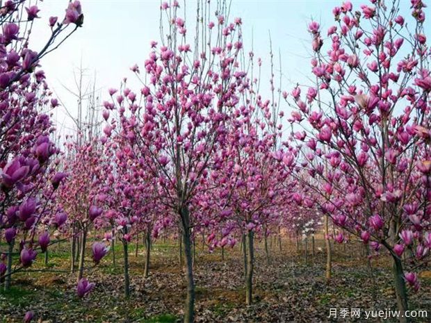 哪些苗木能成為未來(lái)城市園林綠化的主角？(圖1)