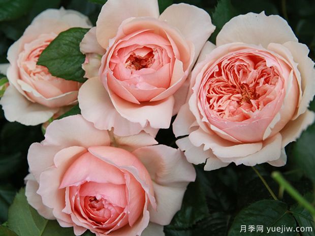 推薦7個(gè)夏季耐熱月季品種，綻放美麗在夏天(圖2)