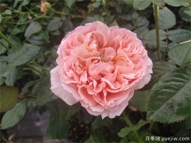 推薦10款網(wǎng)紅月季，漂亮又好養(yǎng)的歐月(圖6)